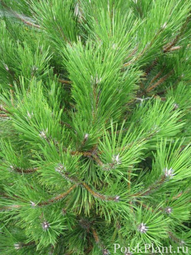Сосна Pinus nig. Bright Eyes C7,5 (30 - 40)