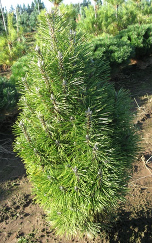 Сосна Pinus nig. Richard C3 (20 - 30)