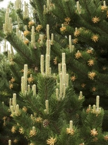 Сосна Pinus nig. Oregon Green C25 (80 - 100)