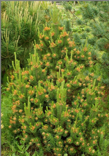 Сосна Pinus m. Orange Sun C3 (20 - 30)