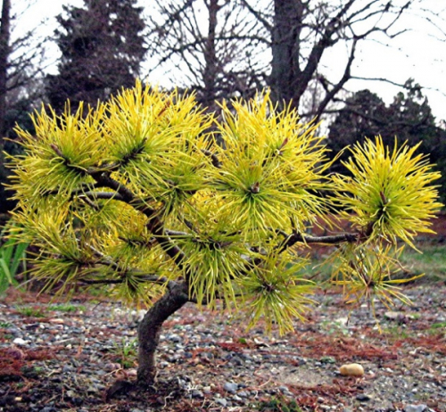 Сосна Pinus sylv. Wintergold C7,5 (40 - 50)