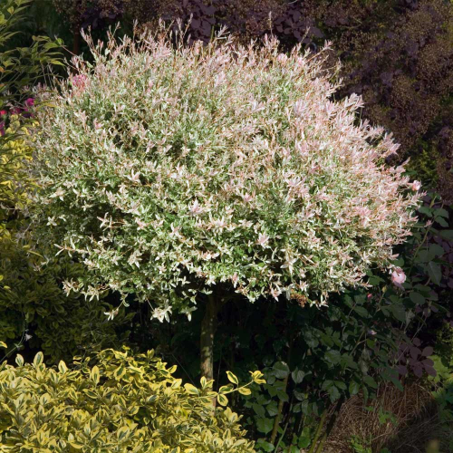 Ива Salix cinerea Tricolor C3 Pa (80)