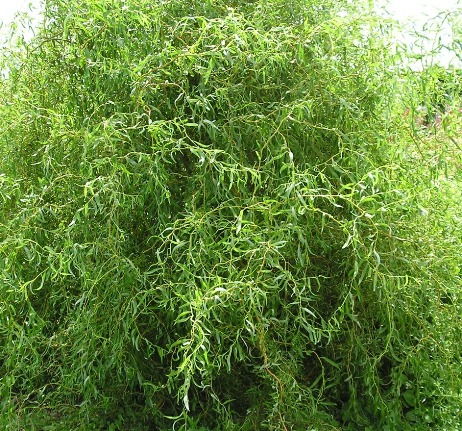 Ива Salix Erythroflexuosa C10 (140 - 160)