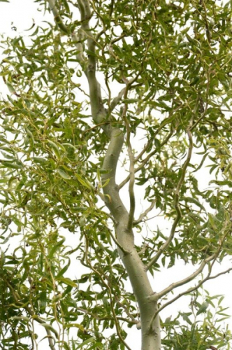 Ива Salix Caradoc C5 (120 - 140)