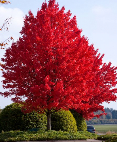 Клен Acer rub. Autumn Flame C3 (80 - 100)