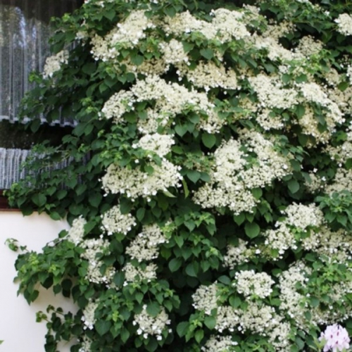 Петиоларис гортензия черешковая описание и фото Гортензия Hydrangea an. subsp. petiolaris Silver Lining C5