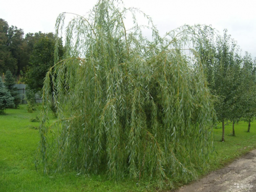 Ива Salix Płakuczyj Gnom C5 (60 - 80)