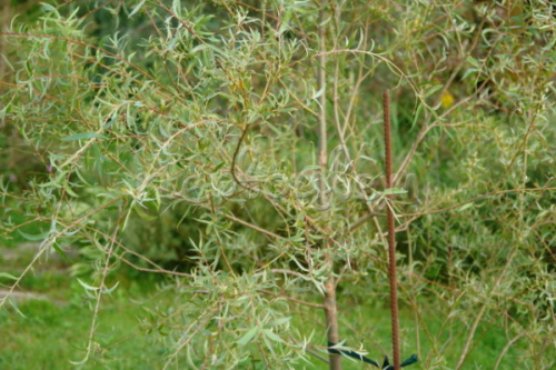 Ива Salix Fantazija C5 (120 - 140)