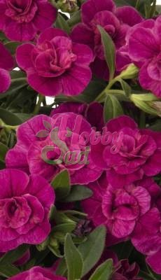 Калибрахоа Aloha Double Purple укорененные черенки. Егорьевский комбинат