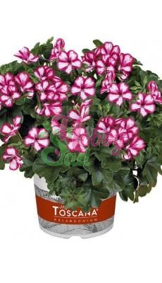 Пеларгония плющелистная Toscana Villetta Burgundy White. Егорьевский ...