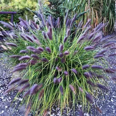 Блэк Бьюти. Пеннисетум лисохвостный