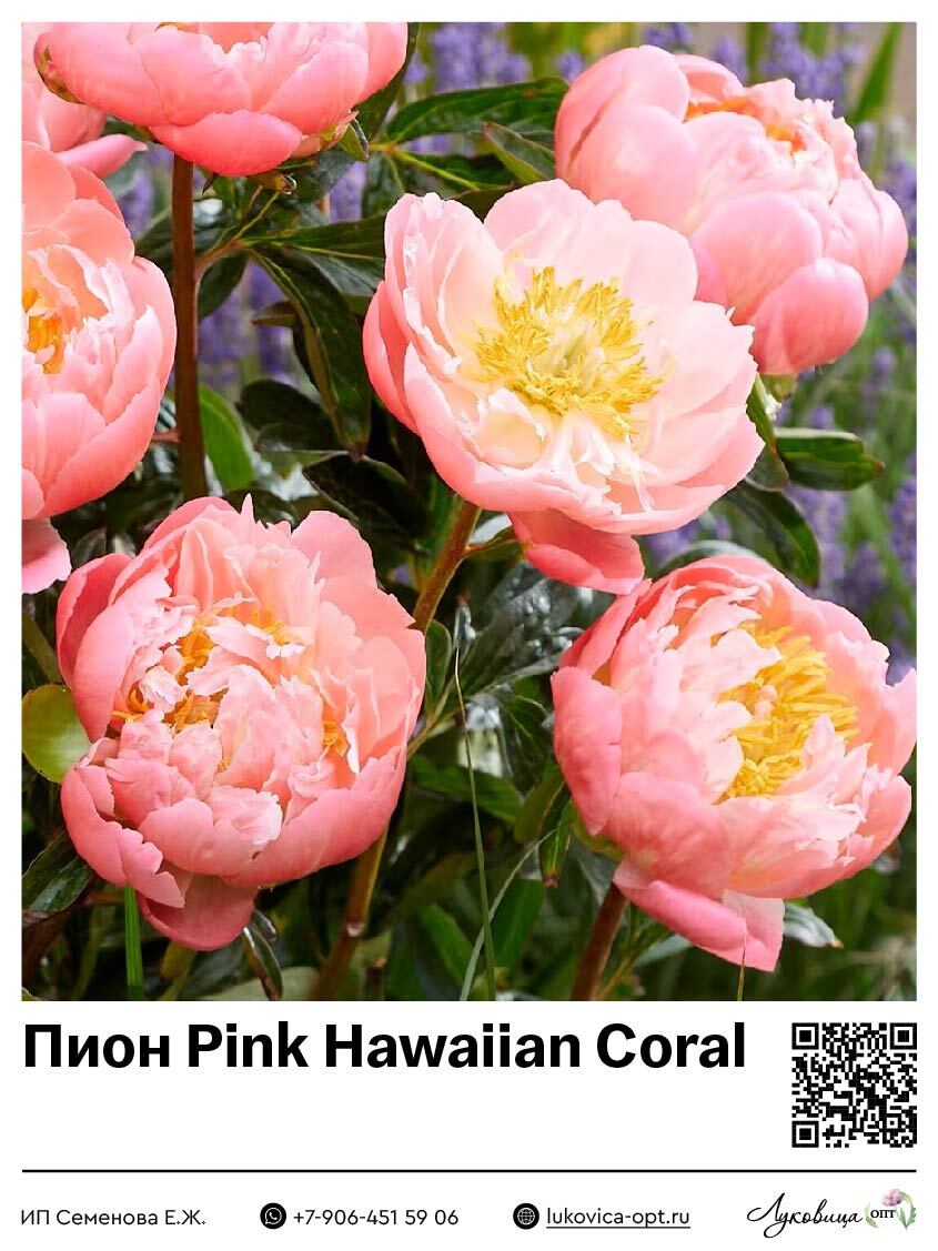 Пион Pink Hawaiian Coral