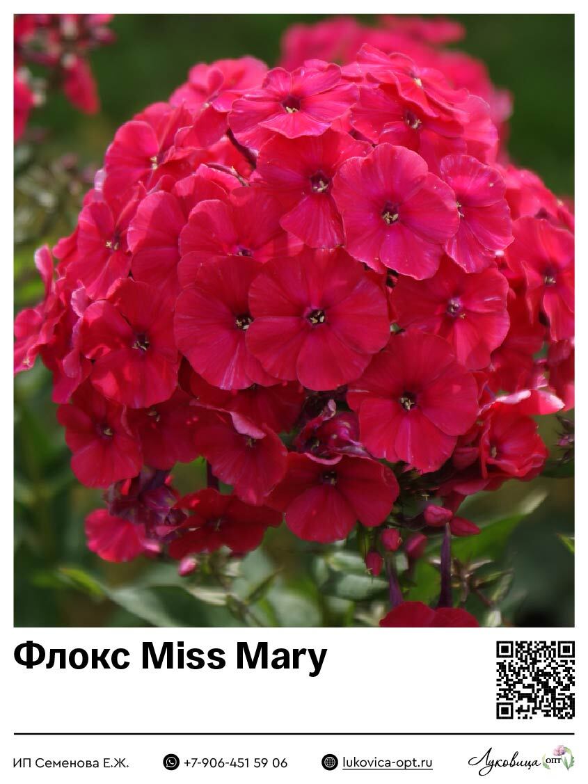 Флокс Miss Mary