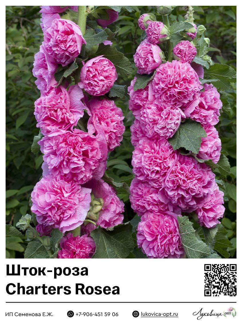 Шток-роза Charters Rosea