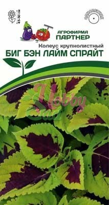 Цветы Колеус Биг Бэн Лайм Спрайт шлемниковидный (5 шт) Партнер НОВИНКА 2024