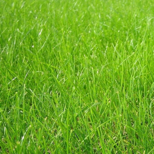 Газонная трава универсальная 150гр