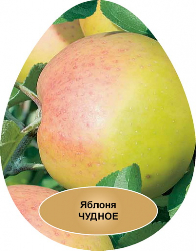 Чудное. Яблоня карликовая (в коробке)