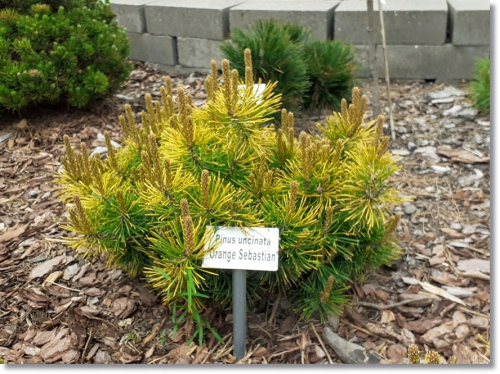 Сосна крючковатая (Pinus uncinata rotundata Orange Sebastian) C2 20-30