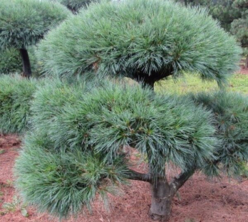 Сосна веймутова (Pinus strobus Macopin) C3 20-30