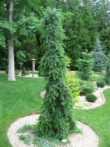 Ель сербская (Picea Omorica Bruns) C3