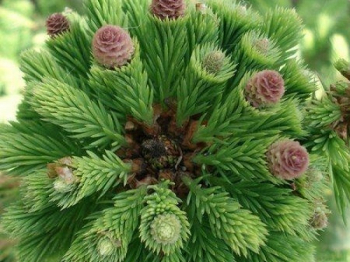 Ель обыкновенная (Picea abies Kurland) C2 25-30