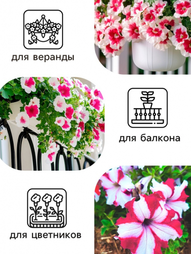 Семена   Петуния 