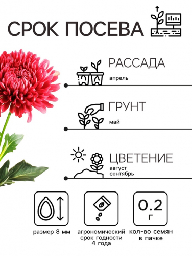 Семена   Астра Миледи, смесь окрасок , 0,2г