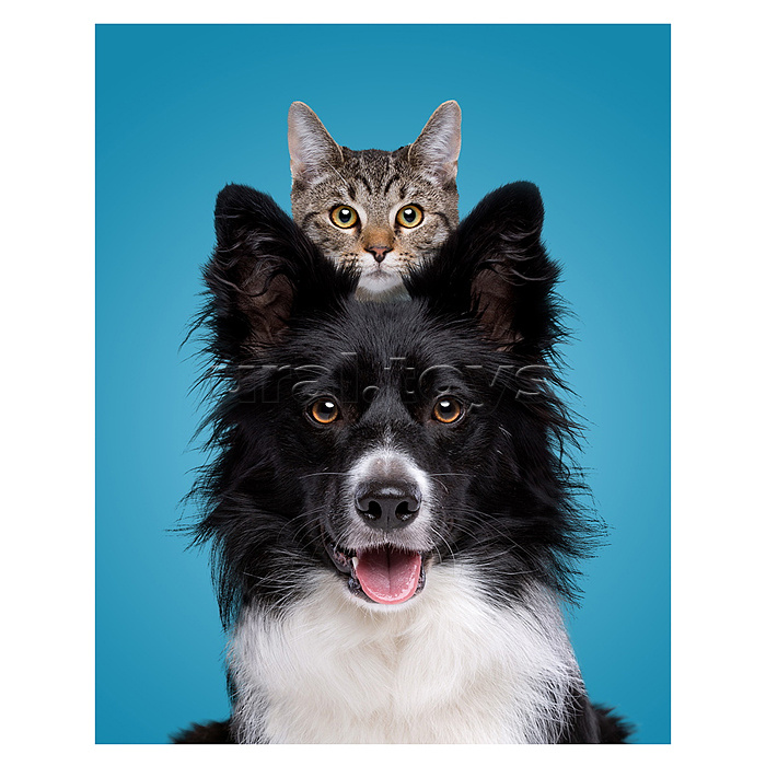 Холст с красками 40х50 по номерам