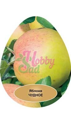 Яблоня карликовая Чудное Поиск