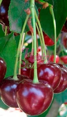 Вишня (дюк) Ночка Поиск
