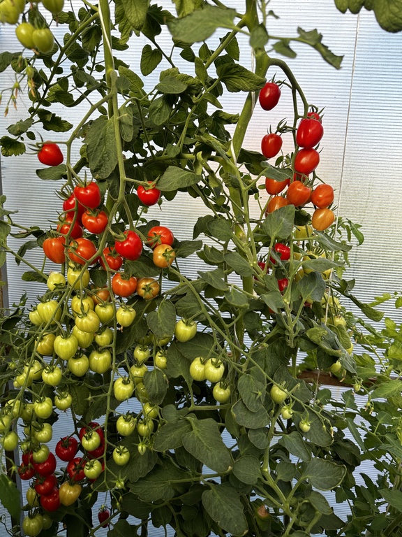 Голубиное сердце НОВИНКА