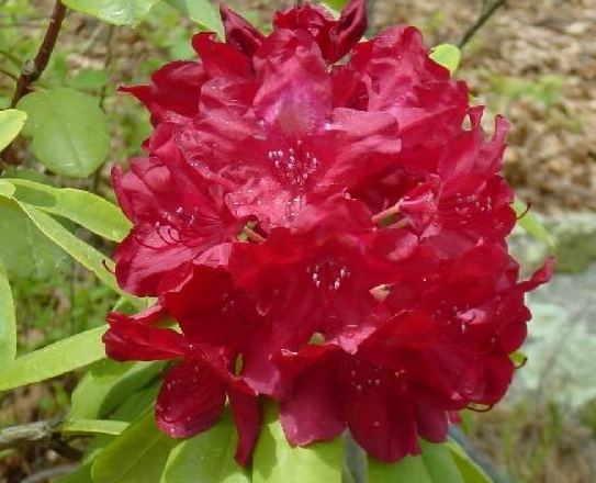 Рододендрон гибридный (Rhododéndron hybrida Francesca) - C1