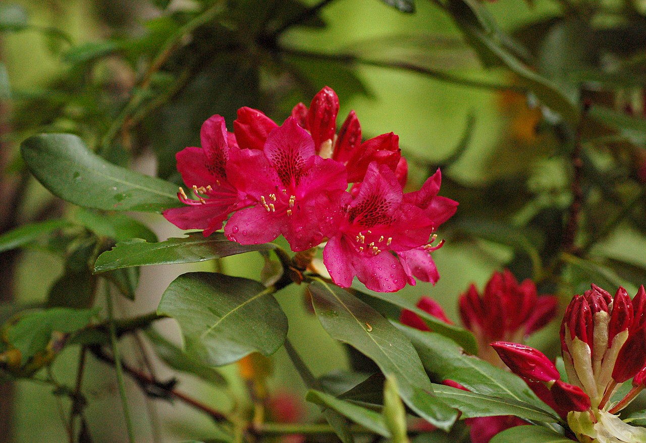 Рододендрон гибридный (Rhododéndron hybrida Nova Zembla) - C4