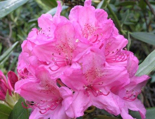 Рододендрон гибридный (Rhododéndron hybrida Haaga) - C5