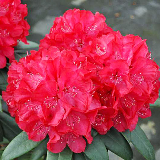 Рододендрон гибридный (Rhododéndron hybrida Wladyslaw Jagiello) - C1