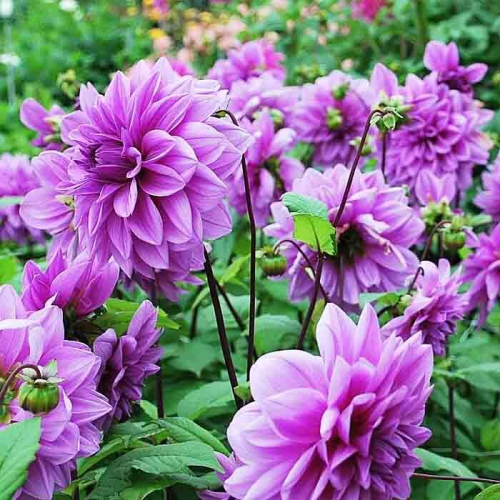 Lilac Time. Георгин декоративный