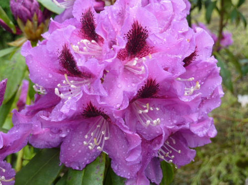 Рододендрон гибридный  (Rhododéndron hybrida Rasputin) -  C1