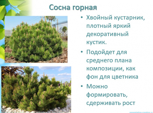 сосна горная
