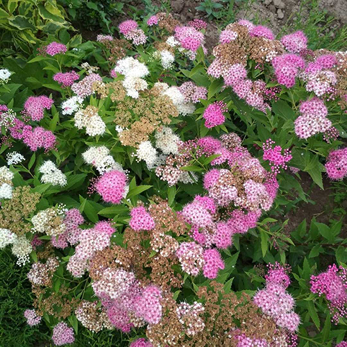 Спирея Spiraea japonica Genpei (тип горшка с2)