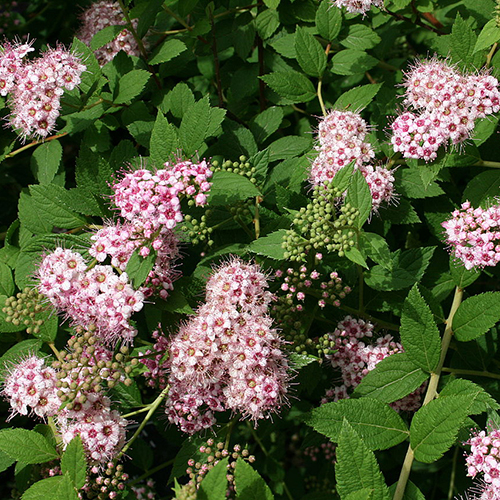 Спирея Spiraea japonica (тип горшка с2)
