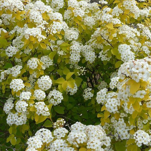 Спирея Spiraea Vanhouttei Aurea (тип горшка с2)