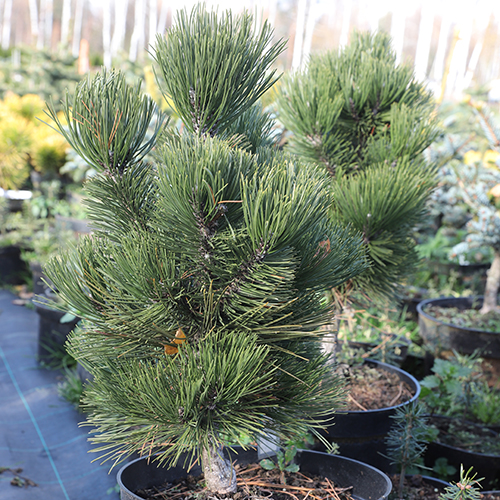 Сосна белокорая Pinus heldreichii Malinkii (тип горшка с7,5)