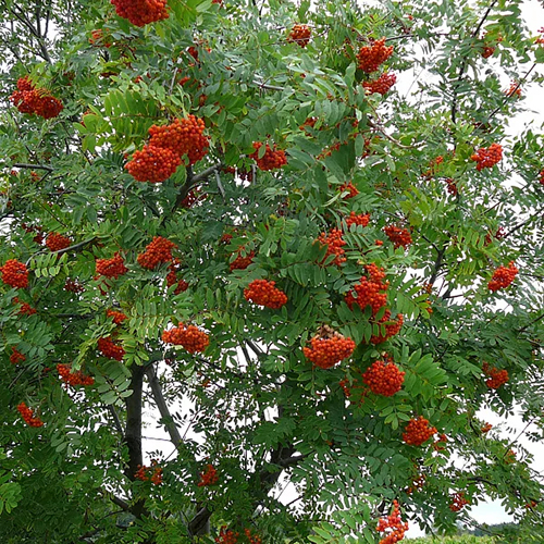 Рябина Sorbus aucuparia Globosum (тип горшка с5)