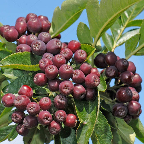 Рябина Sorbus aucuparia Titan (тип горшка с5)