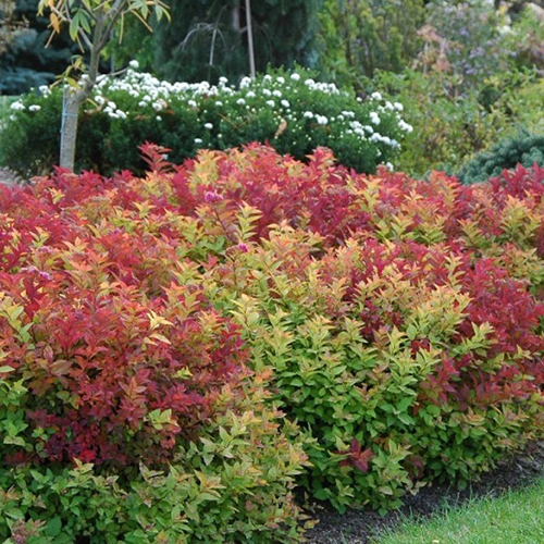 Спирея Spiraea japonica Macrophylla (тип горшка с2)