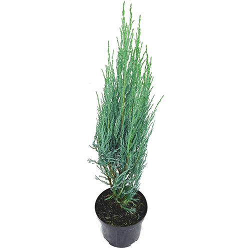 Можжевельник скальный Juniperus scop. Blue Arrow (тип горшка c3)