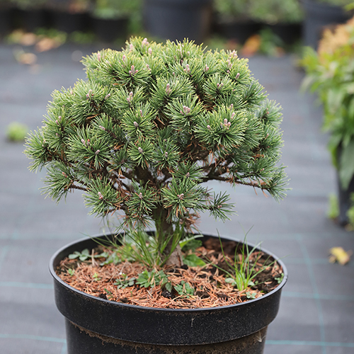 Сосна Pinus mugo Mops (тип горшка с5)