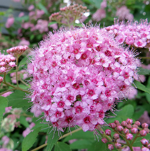 Спирея Spiraea betulifolia Pink Sparkler (тип горшка с2)
