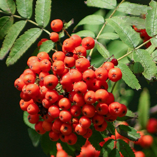 Рябина Sorbus aucuparia Sheerwater Seedling (тип горшка с5)