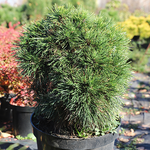 Сосна Pinus mugo Varella (тип горшка с5)